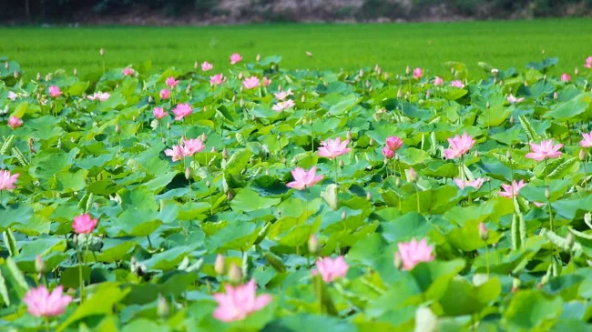 "Bật mí" 5 kinh nghiệm đi du lịch phượt Miền Tây đầy đủ và chi tiết nhất