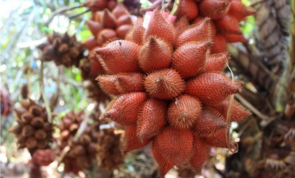 "Bật mí" Du Lịch Châu Đốc An Giang Nên Mua Gì Làm Quà?