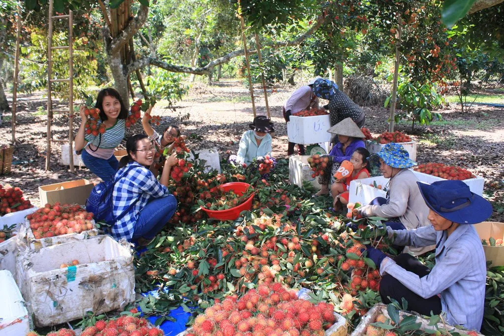 “Bật mí” những cẩm nang du lịch vườn trái cây Vĩnh Kim từ A đến Z