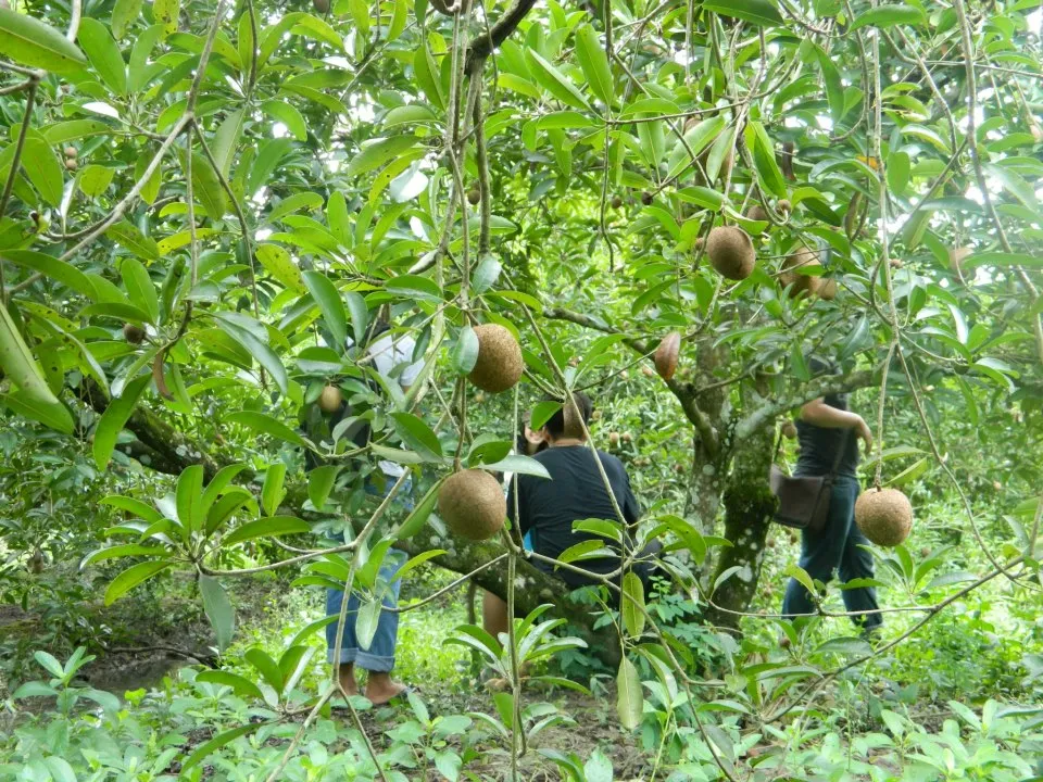 “Bật mí” những cẩm nang du lịch vườn trái cây Vĩnh Kim từ A đến Z