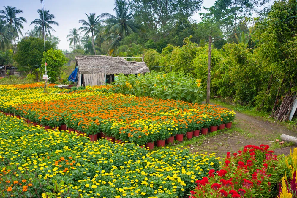 "Bật mí" thông tin Đi du lịch Đồng Tháp có gì chơi?