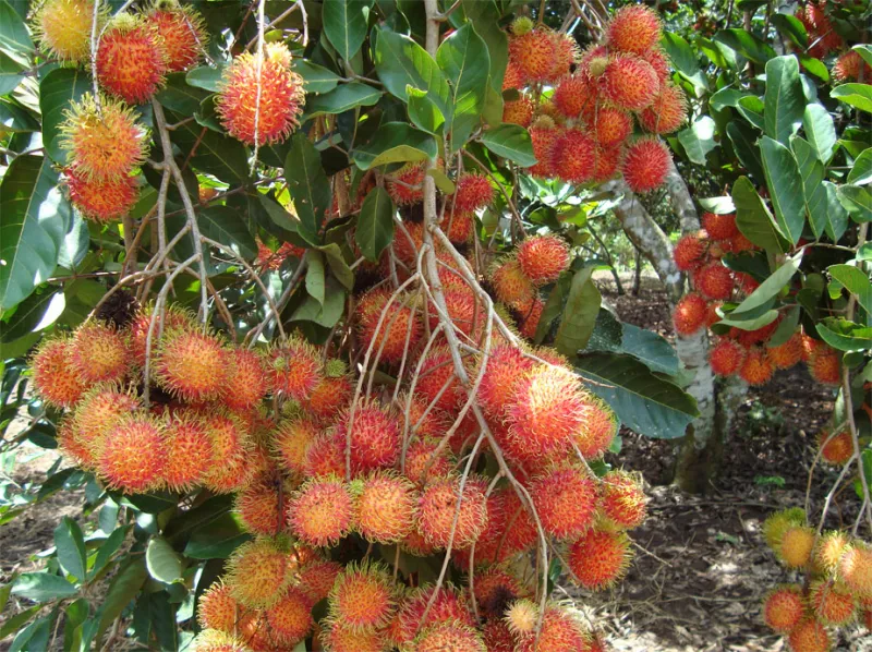 "Bật mí" Top 15 vườn trái cây nổi tiếng ở Bến Tre không thể bỏ qua