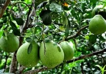 "Bật mí" Top 15 vườn trái cây nổi tiếng ở Bến Tre không thể bỏ qua