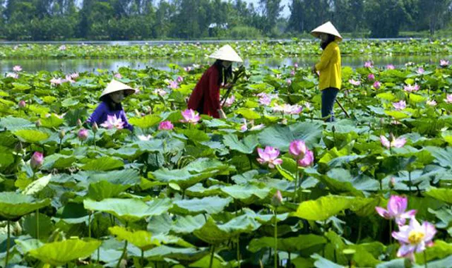 "bí kíp" tham quan khu du lịch sinh thái Vườn Quốc Gia Tràm Chim Đồng Tháp