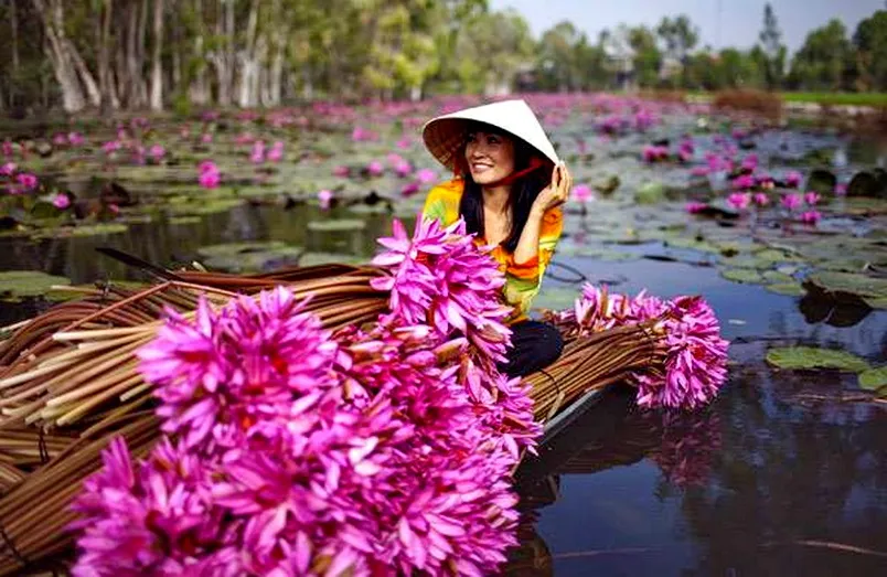 ​Bông súng – “Đặc sản mùa nước nổi” ở miền Tây