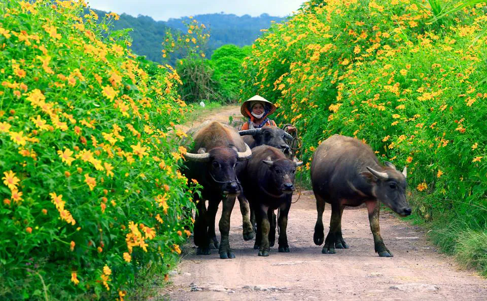 Cẩm Nang Du Lịch Đà Lạt Mùa Hoa Dã Quỳ