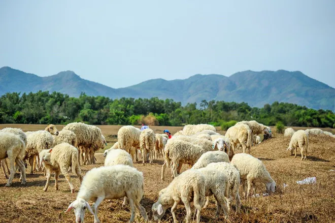 Cánh đồng cừu Suối Nghệ - địa điểm chụp hình “siêu chất” ở Bà Rịa - Vũng Tàu