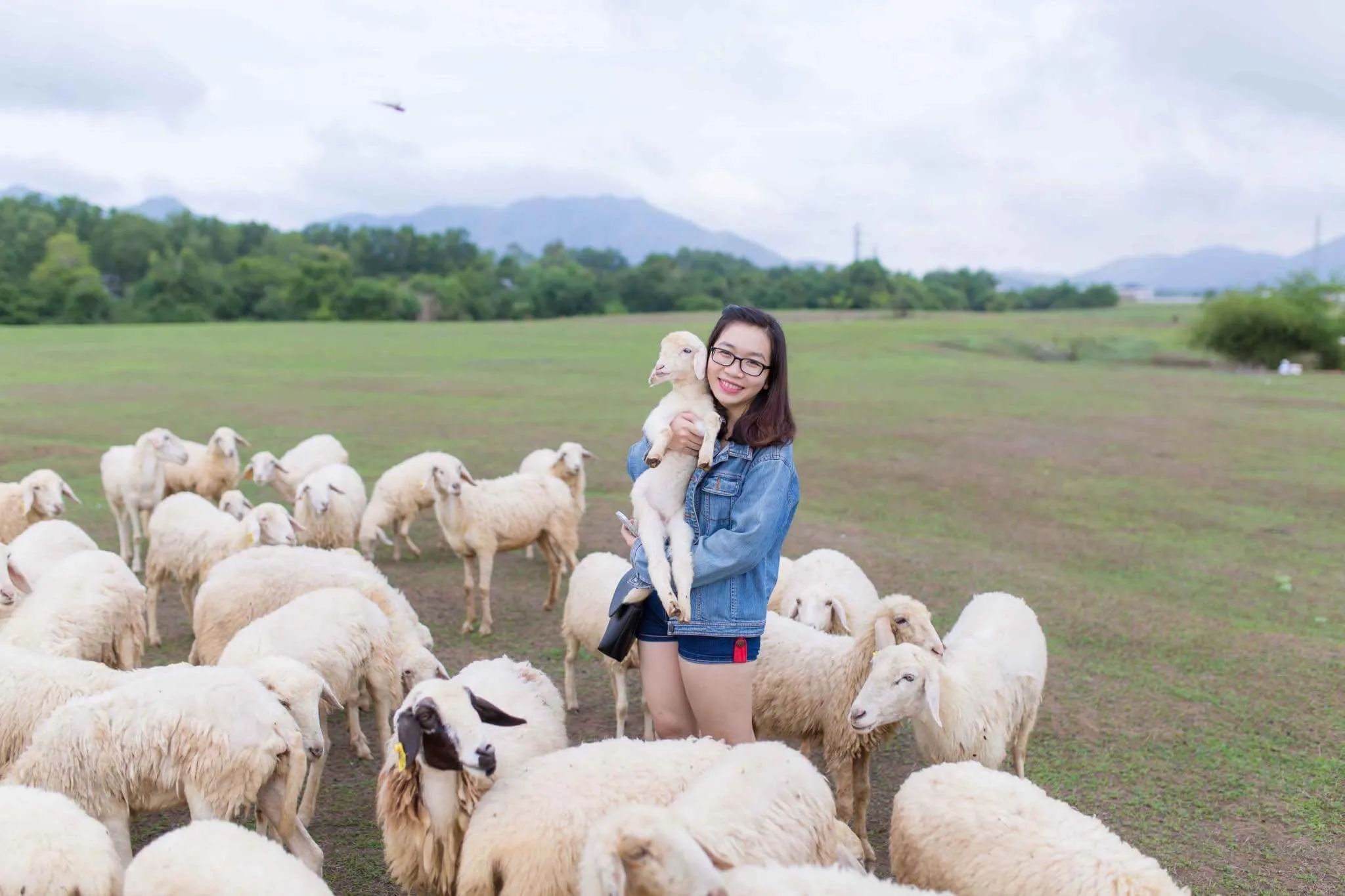 Cánh đồng cừu Suối Nghệ - địa điểm chụp hình “siêu chất” ở Bà Rịa - Vũng Tàu