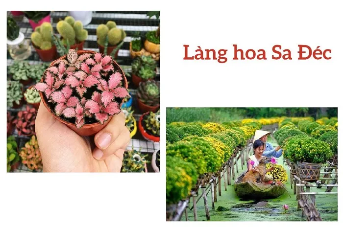 Chia sẻ kinh nghiệm đi phượt làng hoa Sa Đéc: ở đâu, chơi gì, giá vé