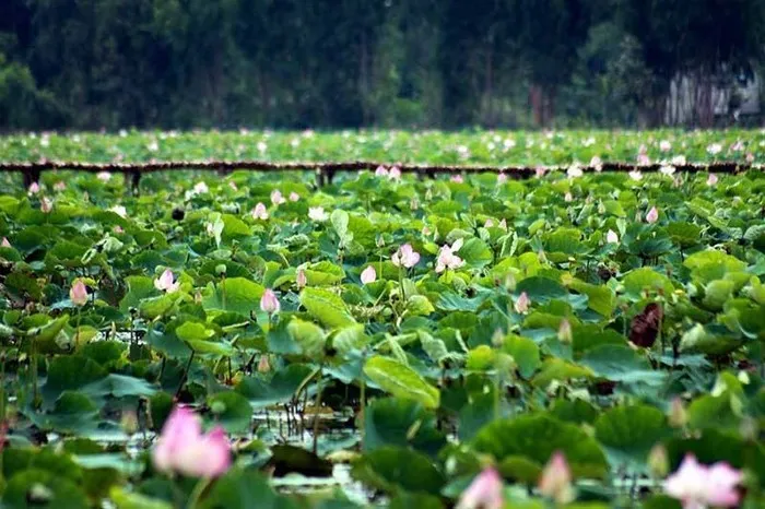 Chia sẻ kinh nghiệm đi phượt Long An từ A đến Z