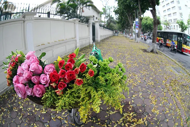 Có một Hà Nội mùa thu tình tới độ khiến bạn ngẩn ngơ quên lối về