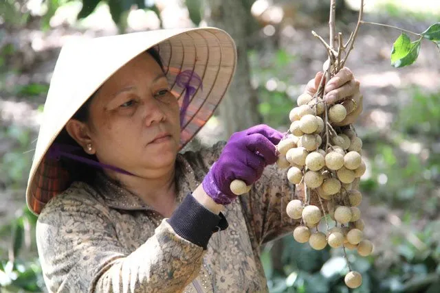 Đặc sản Đồng Tháp Mười – Nhãn Châu Thành