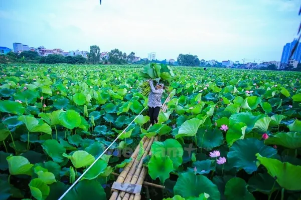 Đặc sản Hà Nội - Trà sen Tây Hồ