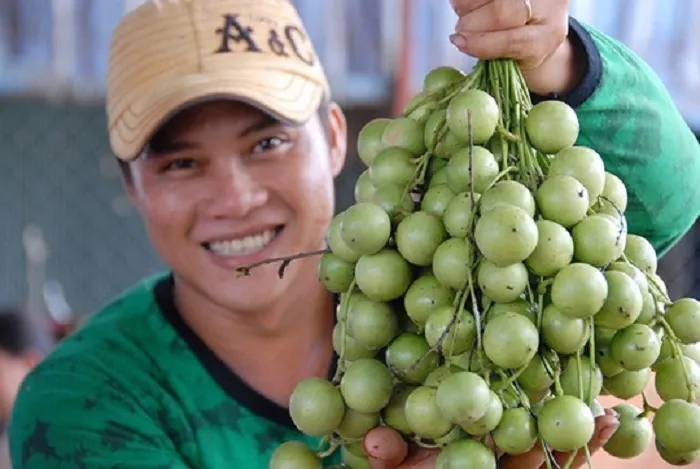 ​Đặc sản Huế - Dâu Truồi Phú Lộc