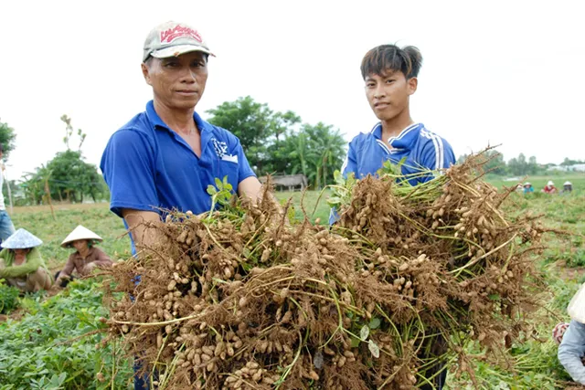 Đặc Sản Long An – Đậu Phộng Đức Hòa