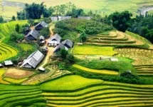 ​Đặc sản Sapa - Nấm hương