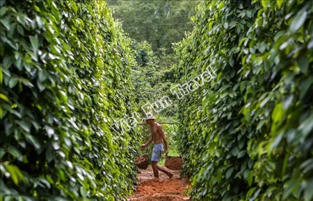 Đi du lịch Phú Quốc ăn gì, tham quan ở đâu?