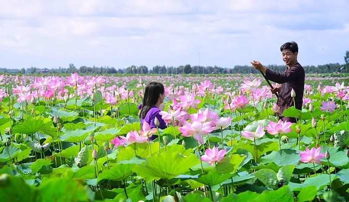 Đi phượt Đồng Sen Tháp Mười nên hay không?