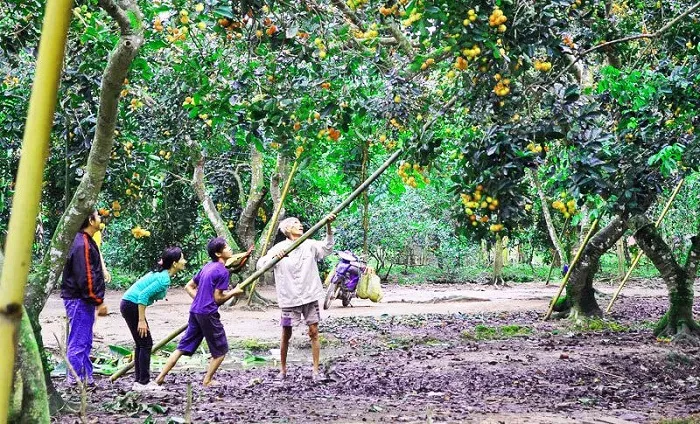 Địa chỉ khu du lịch Cồn Phụng