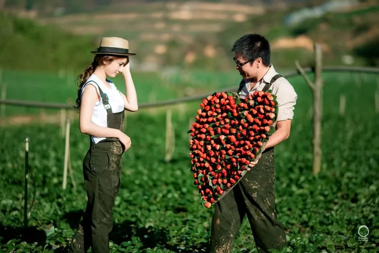 Địa chỉ những vườn dâu tây Đà Lạt uy tín nằm ở đâu?