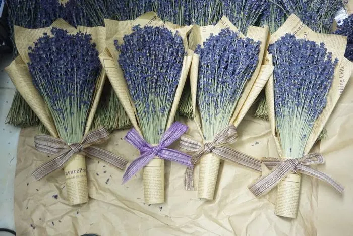 Địa chỉ vườn hoa lavender Đà Lạt ở đâu?