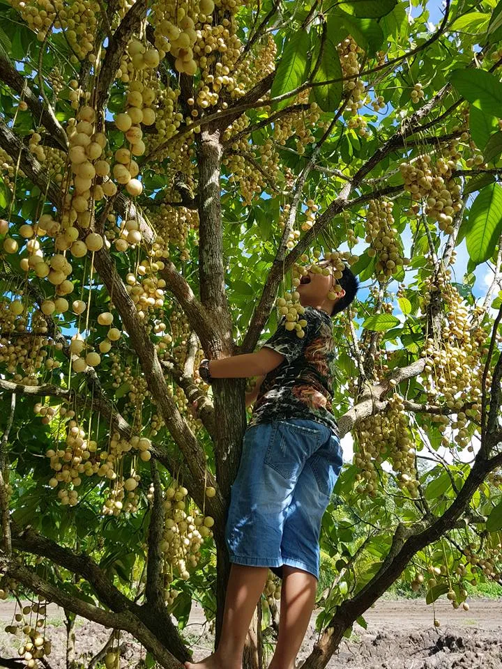 Địa chỉ vườn trái cây Phong Điền nằm ở đâu?