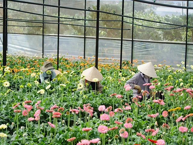 "Điểm mặt" Top 6 vườn hoa đà lạt đẹp ngất ngây, thoải mái checkin