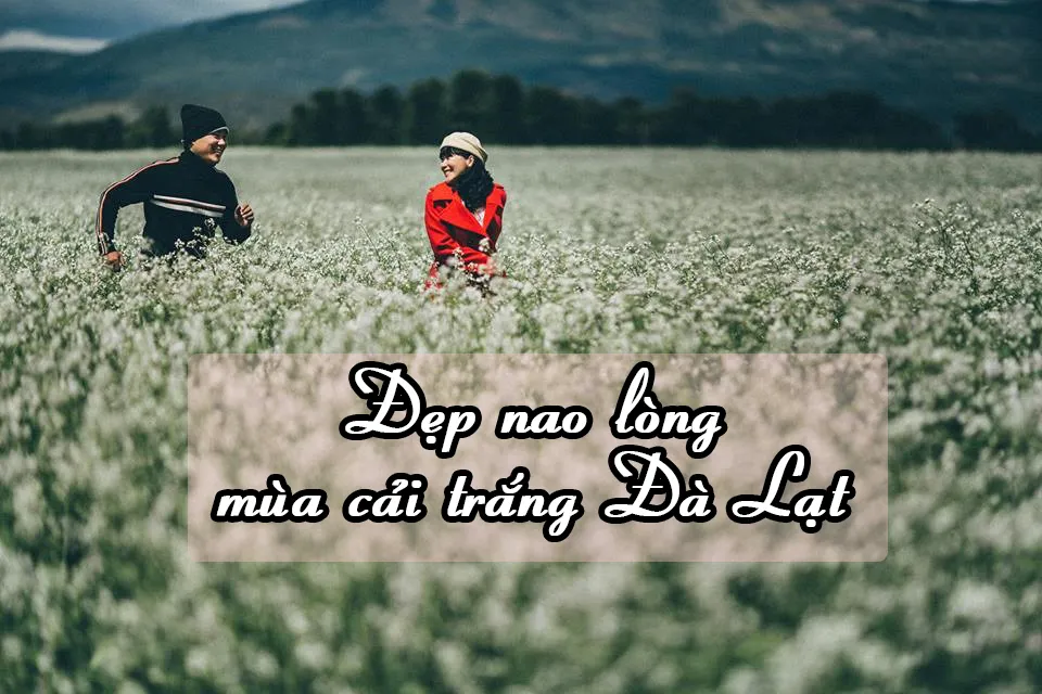 Du lịch Đà Lạt tháng 12 có gì - Mùa Đà Lạt đẹp nhất trong năm