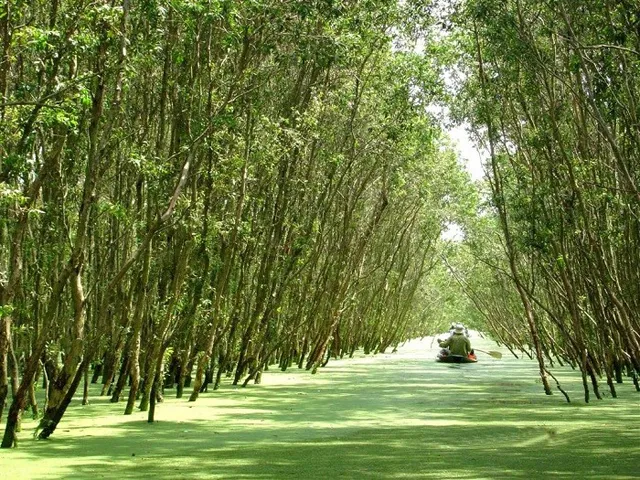 Du Lịch Hậu Giang - Tham Quan Khu Du Lịch Sinh Thái Rừng Tràm Chim Vị Thủy