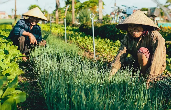 Du lịch Hội An - ​Làng Rau Trà Quế