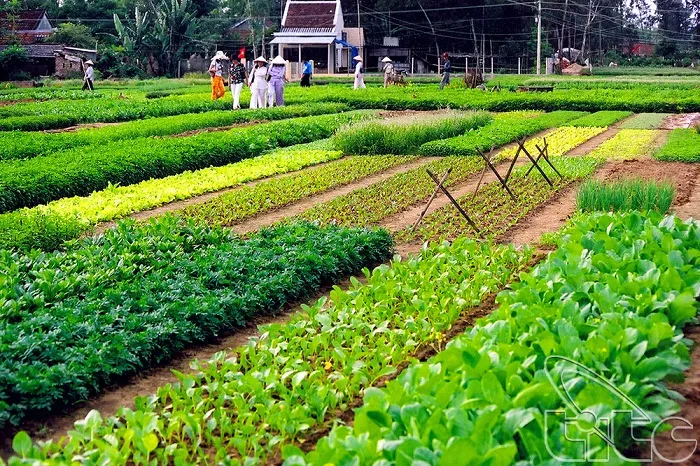 Du lịch Hội An qua ảnh