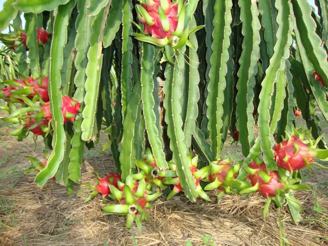 Du Lịch Long An – Châu Thành