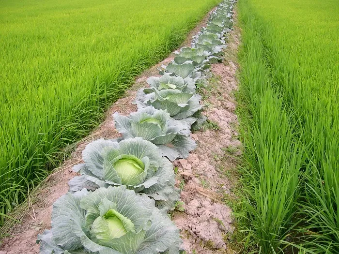 ​Du lịch Sapa có gì chơi?