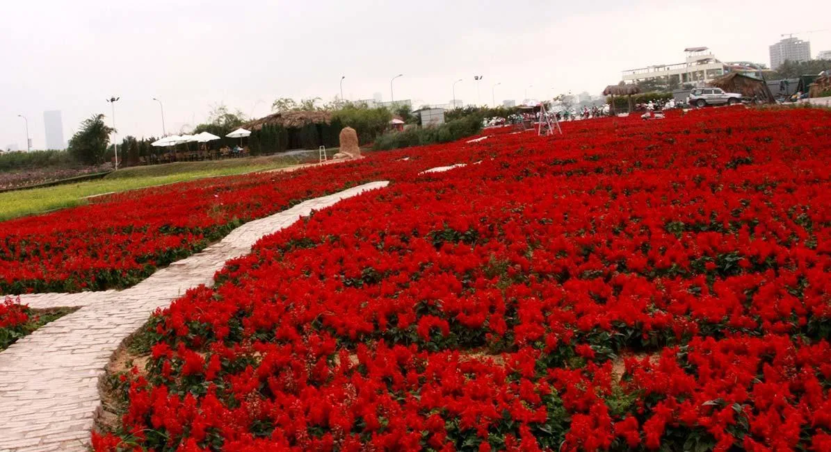 Du lịch Sapa khám phá nét đẹp Thung Lũng Hoa Hồng