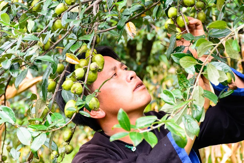 Du lịch Sapa tháng 11 có gì khiến du khách mê mẩn?