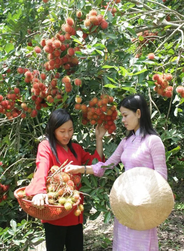 Du lịch Trà Vinh – Cù lao Tân Quy