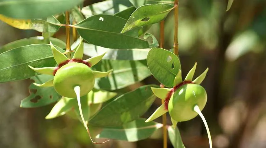 ​Du lịch về miền Tây: Tần ngần ăn trái bần chua