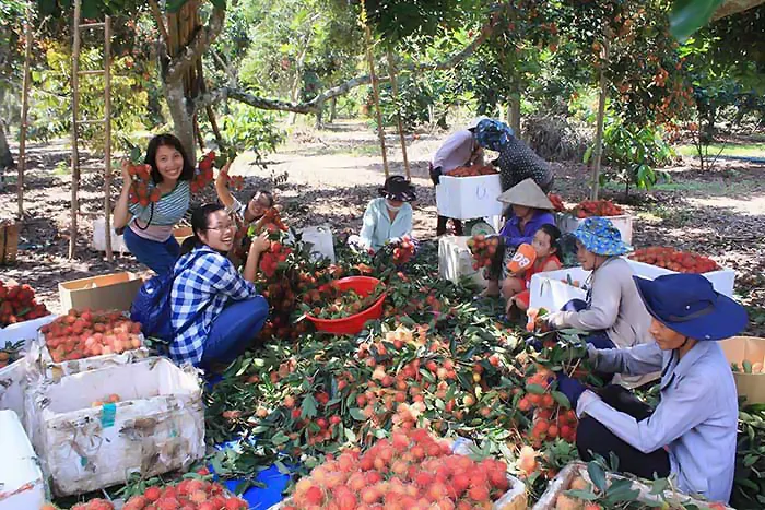 Ghé lại Tiền Giang tham quan các Miệt Vườn Cây Ăn Trái nổi tiếng cả nước