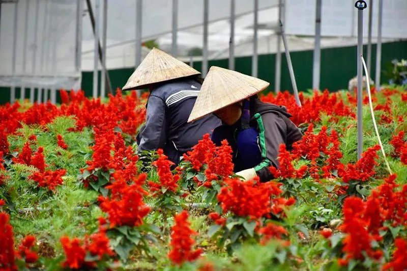 Giá vé tham quan làng hoa vạn thành ở Đà Lạt mới nhất 2021