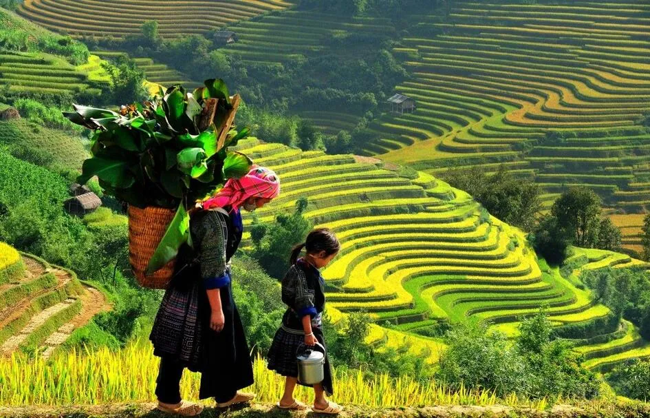 Giá vé vào tham quan thung lũng hoa hồng ở Sa Pa