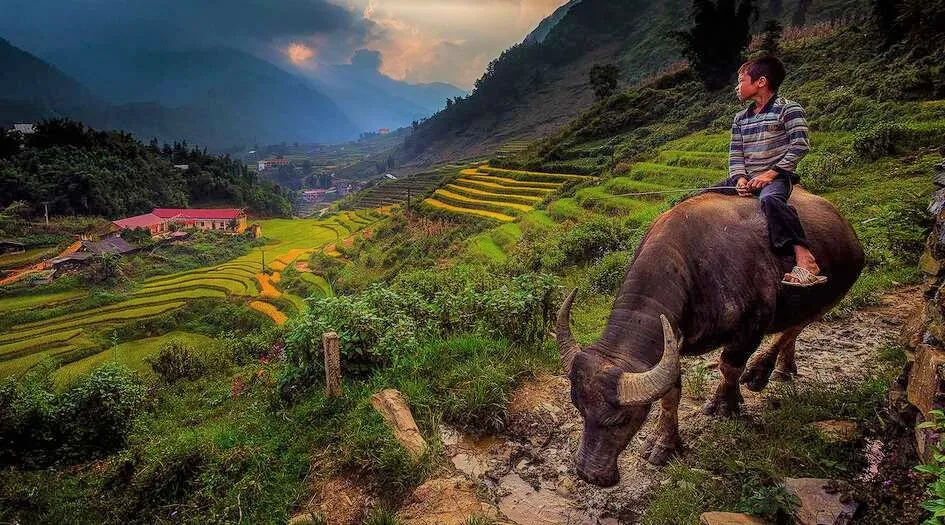 Giá vé vào tham quan thung lũng hoa hồng ở Sa Pa