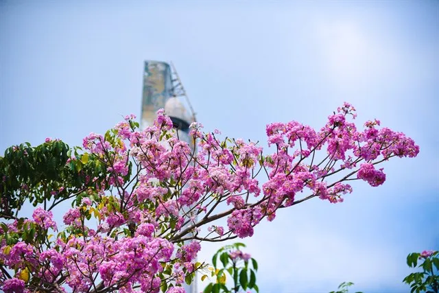 Hoa anh đào "vơ sần Sài Gòn" đang nở rộ khiến giới trẻ chen nhau sống ảo