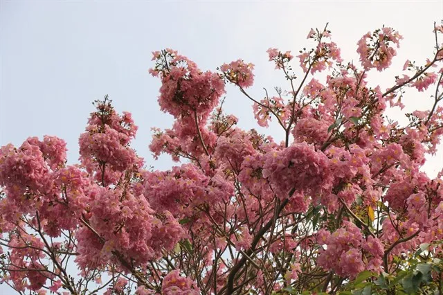 Hoa anh đào "vơ sần Sài Gòn" đang nở rộ khiến giới trẻ chen nhau sống ảo