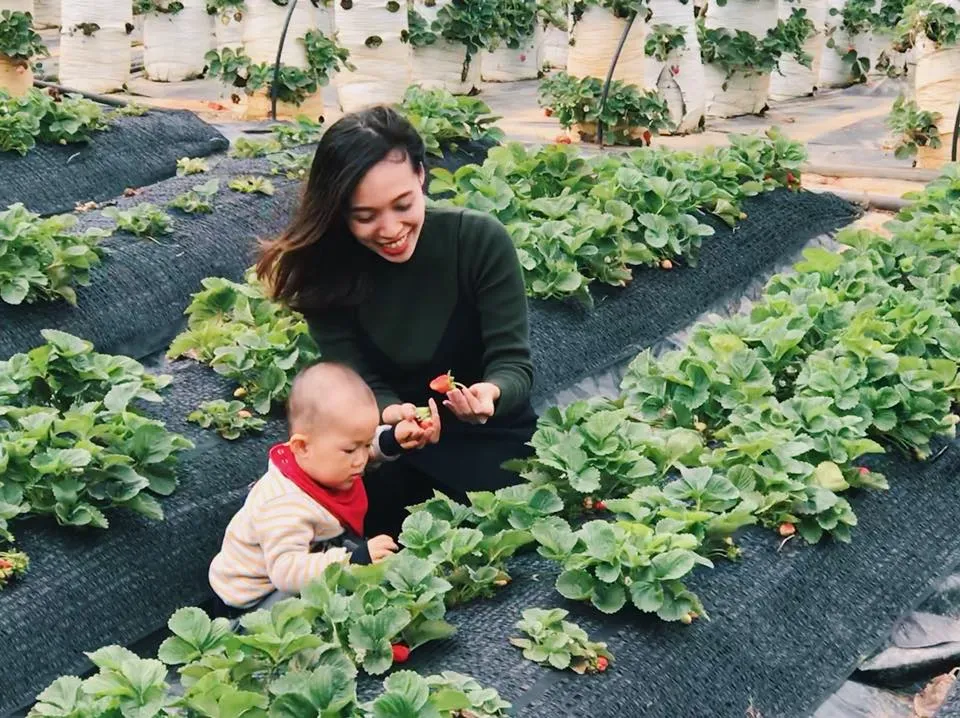 Lên Đà Lạt một ngày làm nông dân thu hoạch dâu tây