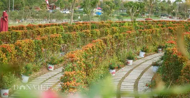 Mê cung hoa lớn nhất Việt Nam đẹp như cổ tích ở Hà Nội
