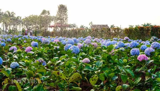 Mê cung hoa lớn nhất Việt Nam đẹp như cổ tích ở Hà Nội