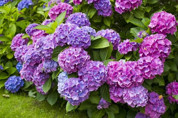 Mùa hè ở Đà Lạt có hoa gì đẹp và ấn tượng?