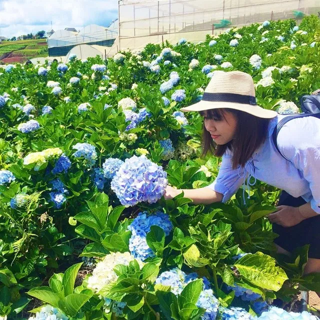 Nằm lòng trong tay 5 KHU VƯỜN CẨM TÚ CẦU Đà Lạt thả thính đầu năm