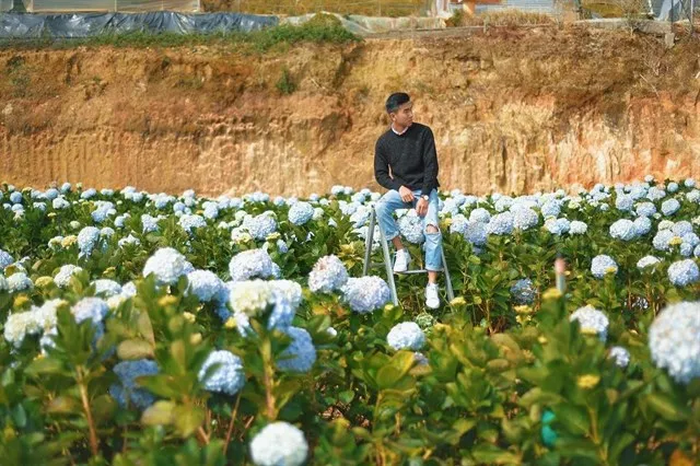 Nằm lòng trong tay 5 KHU VƯỜN CẨM TÚ CẦU Đà Lạt thả thính đầu năm