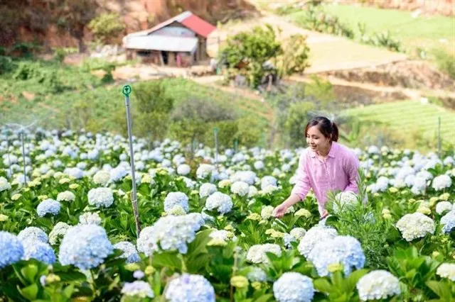 Nằm lòng trong tay 5 KHU VƯỜN CẨM TÚ CẦU Đà Lạt thả thính đầu năm